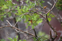 Polistes kaibabensis