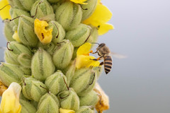 Apis cerana japonica
