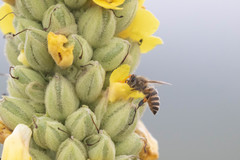 Apis cerana japonica