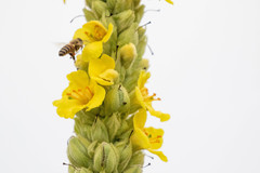 Apis cerana japonica