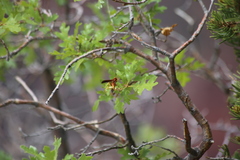 Polistes kaibabensis