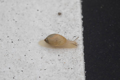 Succinea lauta