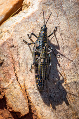 Monistria pustulifera