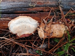 Spongiporus leucospongia
