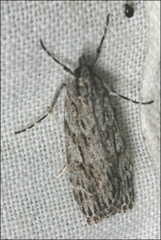 Scoparia syntaracta
