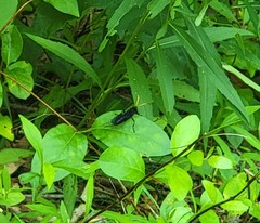 Gnamptopelta obsidianator