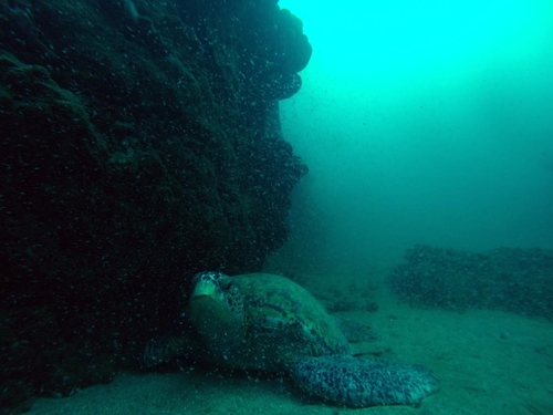 Pacific green turtle