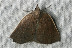 Authaemon stenonipha