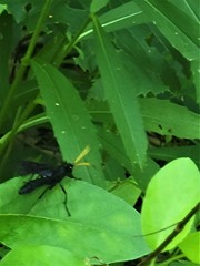Gnamptopelta obsidianator