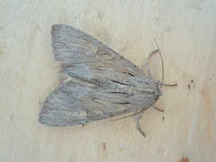 Apamea acera