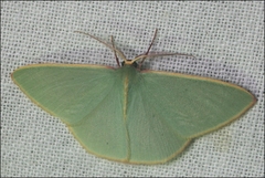 Chlorocoma assimilis