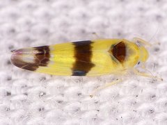 Empoa venusta