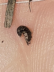 Armadilloniscus ellipticus