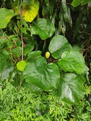 Actinidia chinensis