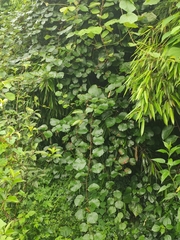 Actinidia chinensis