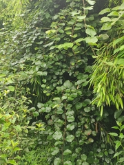 Actinidia chinensis