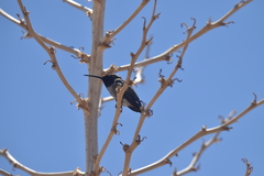 Archilochus alexandri