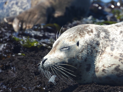 Pacific Harbor Seal photographed in Oregon