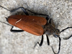 Stenelytrana