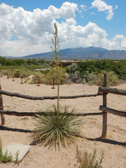 Yucca elata