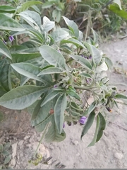 Solanum radicans