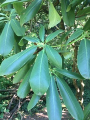 Rhododendron × hybridum