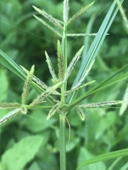 Cyperus sphacelatus