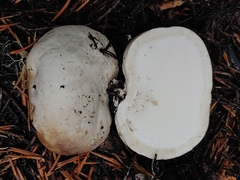 Handkea fumosa