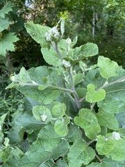 Arctium