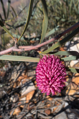 Hakea grammatophylla