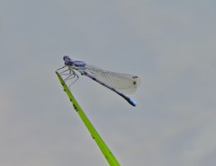 Argia fumipennis