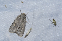 Acronicta immodica