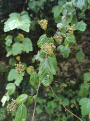 Spiraea nervosa
