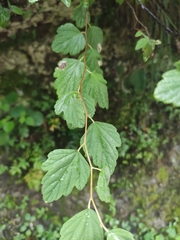 Spiraea nervosa