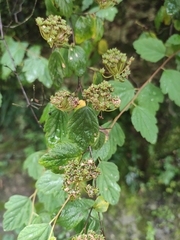 Spiraea nervosa