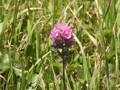 Image of Sidalcea hirtipes by (c) Jared Shorma, some rights reserved (CC BY)