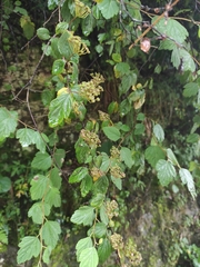 Spiraea nervosa
