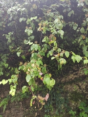 Spiraea nervosa