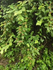 Spiraea nervosa