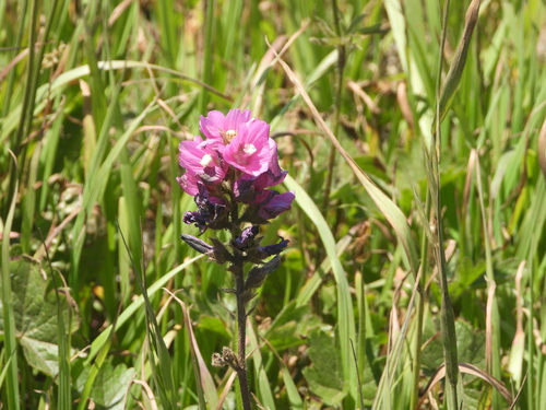 Image of Sidalcea hirtipes by (c) Jared Shorma, some rights reserved (CC BY)