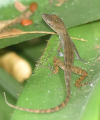 Anolis schwartzi