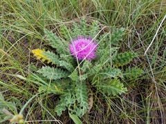 Cirsium drummondii