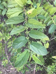 Trema micrantha floridana
