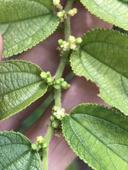 Trema micrantha floridana