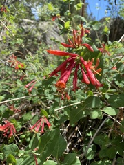 Lonicera arizonica