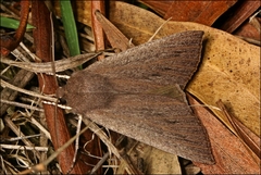 Palleopa innotata