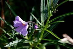 Solanum vescum