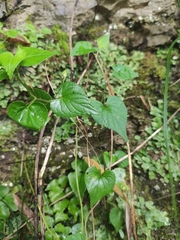 Viola acuminata