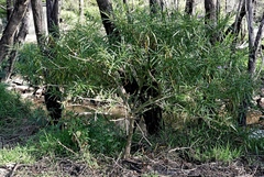 Solanum vescum