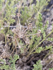 Cymopterus terebinthinus